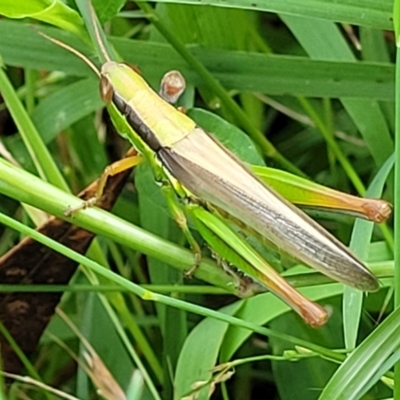 Bermius brachycerus (A grasshopper) at Seven Mile Beach National Park - 19 Jan 2022 by tpreston