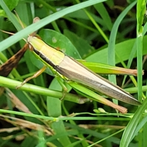 Bermius brachycerus at Berry, NSW - 19 Jan 2022