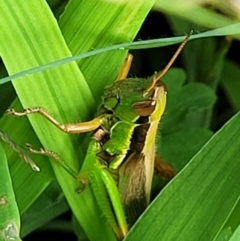 Bermius brachycerus at Berry, NSW - 19 Jan 2022