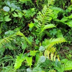 Pellaea falcata (Sickle Fern) at Berry, NSW - 19 Jan 2022 by tpreston