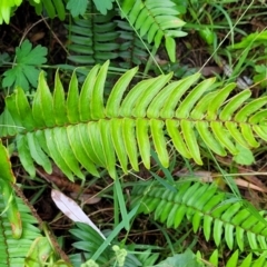 Pellaea falcata at Berry, NSW - suppressed