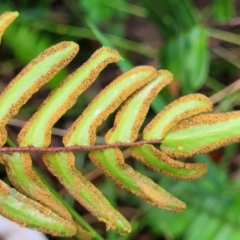 Pellaea falcata at Berry, NSW - suppressed