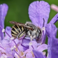 Pseudoanthidium (Immanthidium) repetitum (African carder bee, Megachild bee) at Weston, ACT - 18 Jan 2022 by Kenp12