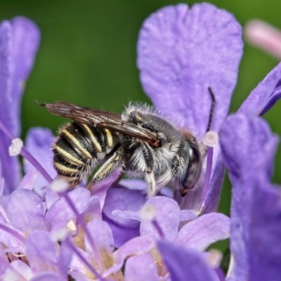 Pseudoanthidium (Immanthidium) repetitum (African carder bee, Megachild bee) at Weston, ACT - 18 Jan 2022 by Kenp12