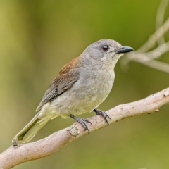 Colluricincla harmonica (Grey Shrikethrush) at Stromlo, ACT - 18 Jan 2022 by Kenp12