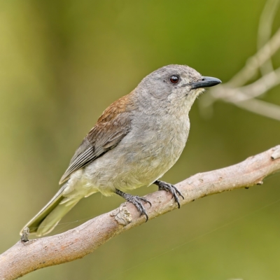 Colluricincla harmonica (Grey Shrikethrush) at Piney Ridge - 17 Jan 2022 by Kenp12