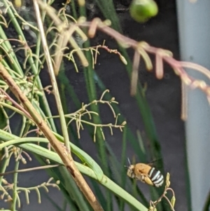 Amegilla sp. (genus) at Watson, ACT - 19 Jan 2022