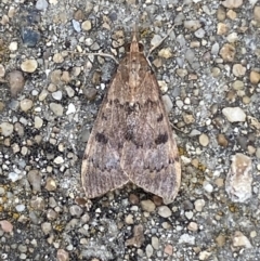 Uresiphita ornithopteralis (Tree Lucerne Moth) at Jerrabomberra, NSW - 19 Jan 2022 by SteveBorkowskis