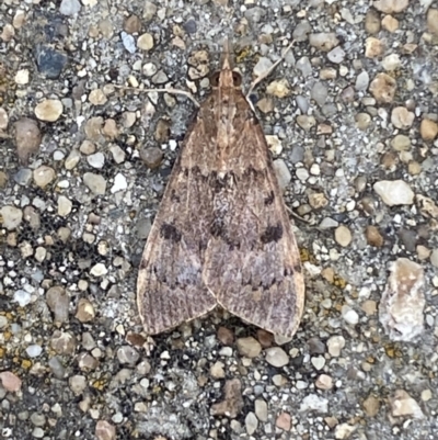 Uresiphita ornithopteralis (Tree Lucerne Moth) at Jerrabomberra, NSW - 19 Jan 2022 by SteveBorkowskis