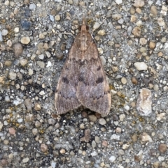 Uresiphita ornithopteralis at Jerrabomberra, NSW - 19 Jan 2022