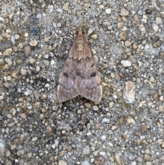 Uresiphita ornithopteralis at Jerrabomberra, NSW - suppressed