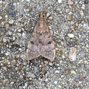 Uresiphita ornithopteralis at Jerrabomberra, NSW - 19 Jan 2022