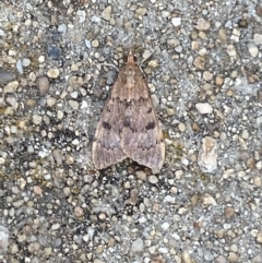 Uresiphita ornithopteralis at Jerrabomberra, NSW - suppressed