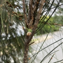 Lehtinelagia prasina at Curtin, ACT - 19 Jan 2022 10:30 AM