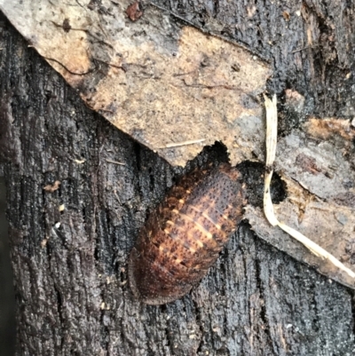 Laxta sp. (genus) (Bark cockroach) at Tallaganda State Forest - 14 Jan 2022 by Tapirlord