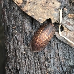 Laxta sp. (genus) at Harolds Cross, NSW - 15 Jan 2022