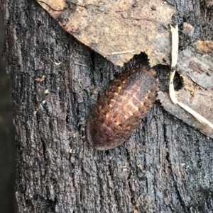 Laxta sp. (genus) at Harolds Cross, NSW - 15 Jan 2022