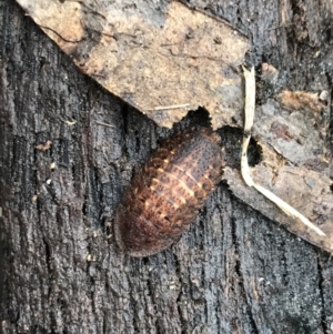 Laxta sp. (genus) at Harolds Cross, NSW - 15 Jan 2022