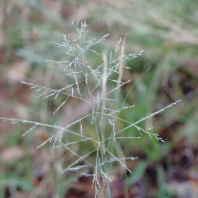 Eragrostis curvula (African Lovegrass) at Yarralumla, ACT - 15 Jan 2022 by ConBoekel