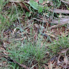Eragrostis curvula at Yarralumla, ACT - 16 Jan 2022