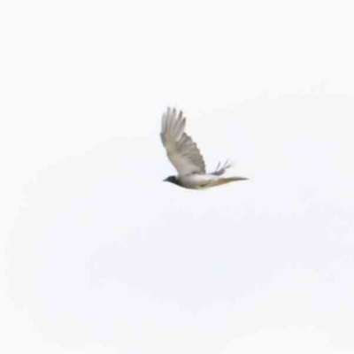 Coracina novaehollandiae (Black-faced Cuckooshrike) at Blue Gum Point to Attunga Bay - 15 Jan 2022 by ConBoekel