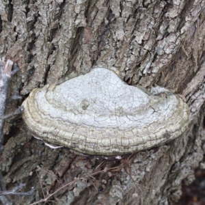 zz Polypore (shelf/hoof-like) at Yarralumla, ACT - 16 Jan 2022 09:51 AM