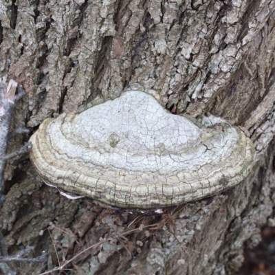 zz Polypore (shelf/hoof-like) at Lake Burley Griffin West - 15 Jan 2022 by ConBoekel