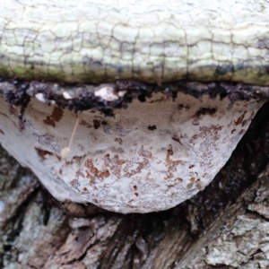 zz Polypore (shelf/hoof-like) at Yarralumla, ACT - 16 Jan 2022 09:51 AM