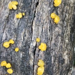 Unidentified Fungus (TBC) at Harolds Cross, NSW - 14 Jan 2022 by Tapirlord