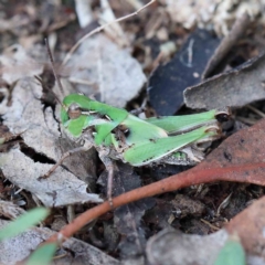 Oedaleus australis (Australian Oedaleus) at Yarralumla, ACT - 15 Jan 2022 by ConBoekel