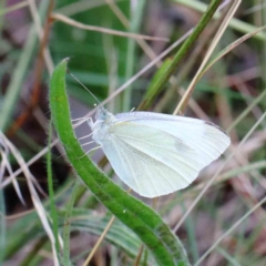 Pieris rapae (Cabbage White) at Lake Burley Griffin West - 15 Jan 2022 by ConBoekel