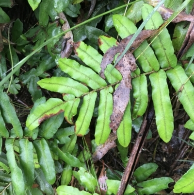Blechnum wattsii (Hard Water Fern) at Harolds Cross, NSW - 15 Jan 2022 by Tapirlord