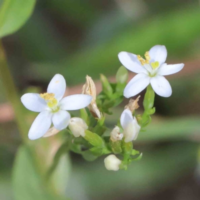 Centaurium erythraea (Common Centaury) at Yarralumla, ACT - 15 Jan 2022 by ConBoekel