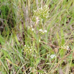 Centaurium erythraea at Yarralumla, ACT - 16 Jan 2022