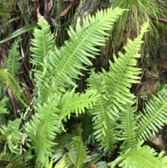 Blechnum nudum (Fishbone water fern) at Tallaganda State Forest - 14 Jan 2022 by Tapirlord