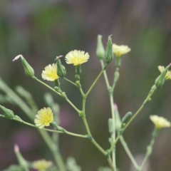 Lactuca serriola (Prickly Lettuce) at Lake Burley Griffin West - 15 Jan 2022 by ConBoekel