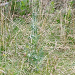 Lactuca serriola at Yarralumla, ACT - 16 Jan 2022 09:31 AM