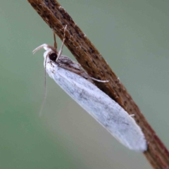 Zacorus carus (Wingia group moth) at Lake Burley Griffin West - 15 Jan 2022 by ConBoekel