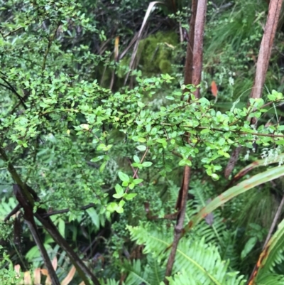 Bursaria spinosa (Native Blackthorn, Sweet Bursaria) at Harolds Cross, NSW - 15 Jan 2022 by Tapirlord