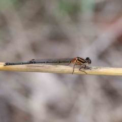 Nososticta solida (Orange Threadtail) at Yarralumla, ACT - 16 Jan 2022 by ConBoekel