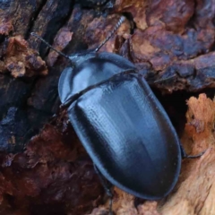 Pterohelaeus striatopunctatus (Darkling beetle) at Blue Gum Point to Attunga Bay - 15 Jan 2022 by ConBoekel