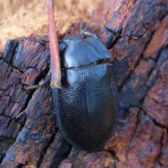 Pterohelaeus striatopunctatus at Yarralumla, ACT - 16 Jan 2022