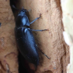 Pterohelaeus striatopunctatus at Yarralumla, ACT - 16 Jan 2022