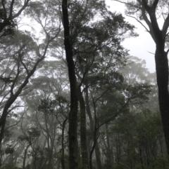 Eucalyptus fastigata (Brown Barrel) at QPRC LGA - 14 Jan 2022 by Tapirlord