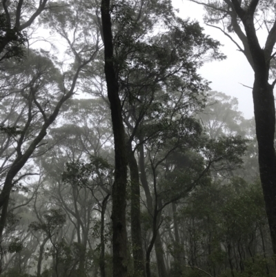 Eucalyptus fastigata (Brown Barrel) at Captains Flat, NSW - 15 Jan 2022 by Tapirlord