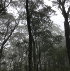 Eucalyptus fastigata (Brown Barrel) at Tallaganda State Forest - 14 Jan 2022 by Tapirlord