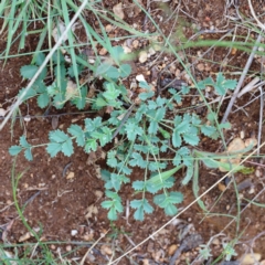 Sanguisorba minor (Salad Burnet, Sheep's Burnet) at Yarralumla, ACT - 15 Jan 2022 by ConBoekel