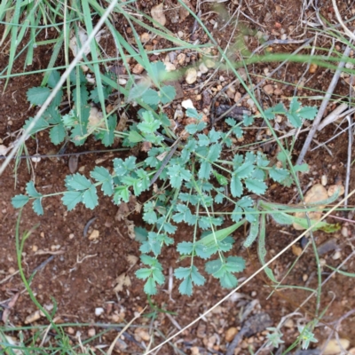 Sanguisorba minor (Salad Burnet, Sheep's Burnet) at Blue Gum Point to Attunga Bay - 15 Jan 2022 by ConBoekel