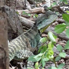 Intellagama lesueurii howittii (Gippsland Water Dragon) at Yarralumla, ACT - 15 Jan 2022 by ConBoekel