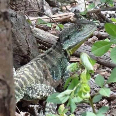 Intellagama lesueurii howittii (Gippsland Water Dragon) at Blue Gum Point to Attunga Bay - 15 Jan 2022 by ConBoekel